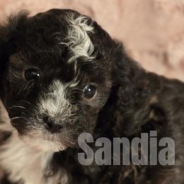 Havanese from Sandia