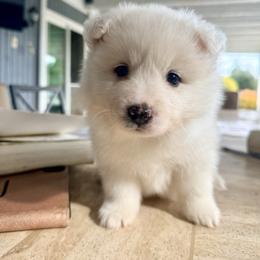 Jupiter - White male American Eskimo Dog puppy in El Cajon, California from Sesi’s Legacy Kennels