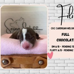 Fili - Liver and white Cardigan Welsh Corgi puppy in Westminster, Maryland from Serendipity Corgi's