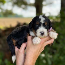 Curly - Tri-color male Bernedoodle puppy in Bellville, Ohio from Bernedoodle Buddies