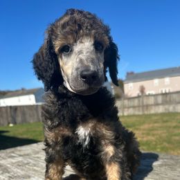 Fang - Sable male Poodle puppy in Denton, Maryland from Cajun Girl Kennels
