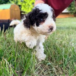 Bandit with training - Black and white male Cockapoo puppy in Boonville, North Carolina from Doods & Dolls