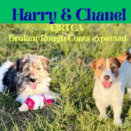 Russell Terrier puppies from Dixie-Rose JRT
