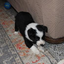 Pongo - Black and white male Border Collie puppy in Crawfordsville, Indiana from Rescued Dreams Border Collies