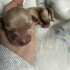 Maple - Cream female Dachshund puppy in Chillicothe, Ohio from Brittney's Dachshunds