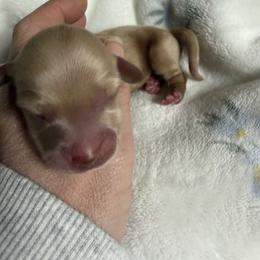 Maple - Cream female Dachshund puppy in Chillicothe, Ohio from Brittney's Dachshunds