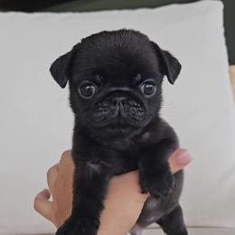 Boy 3 - Black male Pug puppy in Jacksonville, North Carolina from Coliseum de Cassiope