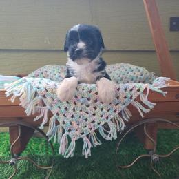 Puppy 1 - Black and white female Chinese Crested puppy in New Castle, Pennsylvania from Long Haul Cresteds & Long Rotts