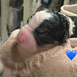 Timber - Tri-color male Bernedoodle puppy in Carlotta, California from Lost Coast Bernese Mountain Dogs