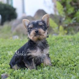 Yorkshire Terrier Puppies from Mr.Yorkie