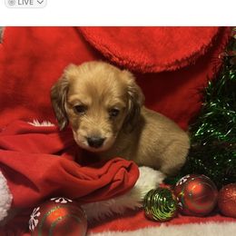 Boy 3 - Fawn (Isabella) male Dachshund puppy in Laurel, Mississippi from BB's Dotsies