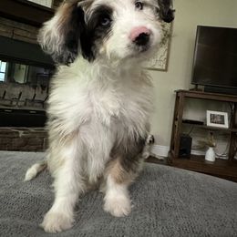 Aussiedoodle All Grown Up from Cooper’s Mini Doodles