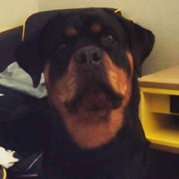 Basset Hounds and Rottweilers from Von Black Rottweilers and TriniCali Basset Hounds