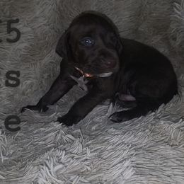 Boy 5 - Liver roan male German Shorthaired Pointer puppy in Dahlonega, Georgia from Pointer Mountain Bird Dogs