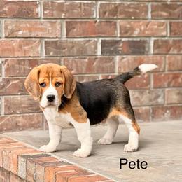 Pete - Black tan and white male Beagle puppy in Mansfield, Missouri from Rippee Creek Kennel