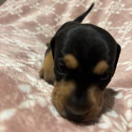 Rummi - Black female Dachshund puppy in Yuma, Arizona from Desert dashies