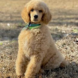 Mr Green collar - Cream male Poodle puppy in Screven, Georgia from Dreamland Standard Poodles