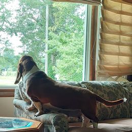 "Cinnamon " Basset Hound Puppies from Out Law Hounds Den
