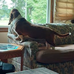 "Cinnamon " Basset Hound Puppies from Out Law Hounds Den