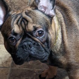 Boston Terriers and Companion Crosses from McCluskey Pups