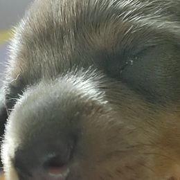 Dachshunds from 603 Dachshunds