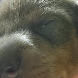 Dachshunds from 603 Dachshunds