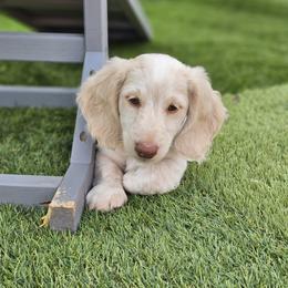 Dachshund Puppies from Farmhouse Dachshunds