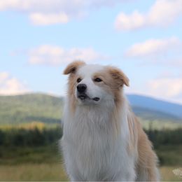 Nivens - Border Collie
