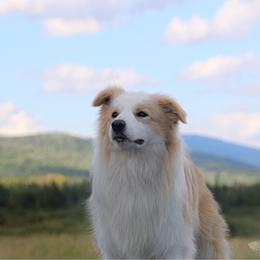 Nivens - Border Collie