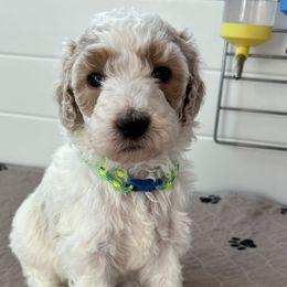 Girl 4 - Parti Goldendoodle puppy in Christiana, Tennessee from Rechlicz Family Doodles
