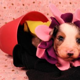 Australian Shepherd Puppies from Dovehawk Australian Shepherds