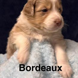Bordeaux, Bo - Red merle male Australian Shepherd puppy in Wrightstown, New Jersey from Hartzland Farm Australian Shepherds