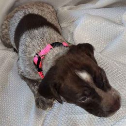 Girl 3 - German Shorthaired Pointer puppy from Dow Family