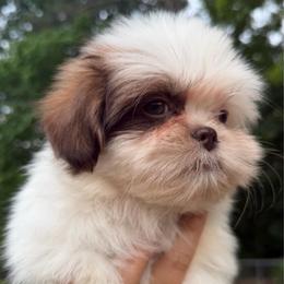 Archie - Brindle and white male Shih Tzu puppy in Chattanooga, Tennessee from Joy-Fur Puppies
