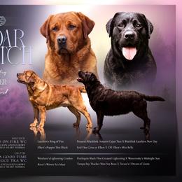 Labrador Retriever puppies from Cedar Patch Labradors