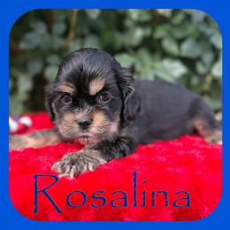 Rosalina - Black and tan female Cocker Spaniel puppy in Clinton, Oklahoma from Enchanted Spaniels
