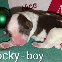 Rocky - Brown and white male Aussiedoodle puppy in Pamplin, Virginia from Hope & Joy Acres