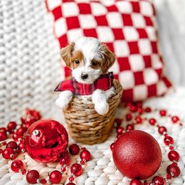 Nico - Parti male Goldendoodle puppy in Springville, Utah from Happy Doodle