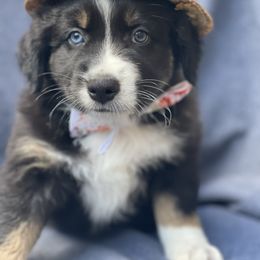 Gator - Black tri-color male Australian Shepherd puppy in Marshall, Virginia from Greywood Farm Aussies