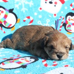 Autumn - Sable female Poodle puppy in Greenville, South Carolina from Wendy's House Of Poodles LLC