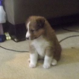 Shetland Sheepdog Puppies from Wyndeway Shetland Sheepdogs