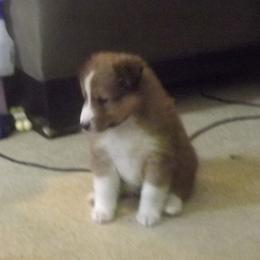 Shetland Sheepdog Puppies from Wyndeway Shetland Sheepdogs
