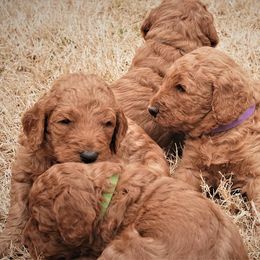 Goldendoodle Puppies from Janna Butler's Goldendoodles