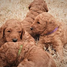 Goldendoodle Puppies from Janna Butler's Goldendoodles