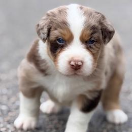 Banks AKC - Red merle male Australian Shepherd puppy in Polk City, Florida from Skaky Shepherds