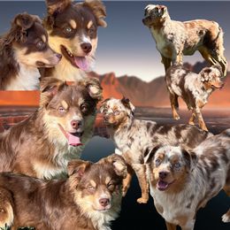 Miniature Australian Shepherd puppies from Quartz Creek Aussies