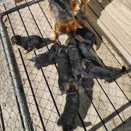German Shepherd Puppies from Kindheitstraum Kennels