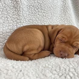 Vizsla Puppies from Valor Vizsla's