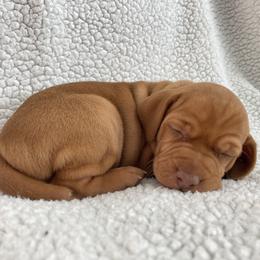 Vizsla Puppies from Valor Vizsla's