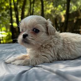 Boy 5 - Cream and white male Shih Tzu puppy in Mobile, Alabama from FluffyTail Shih Tzu